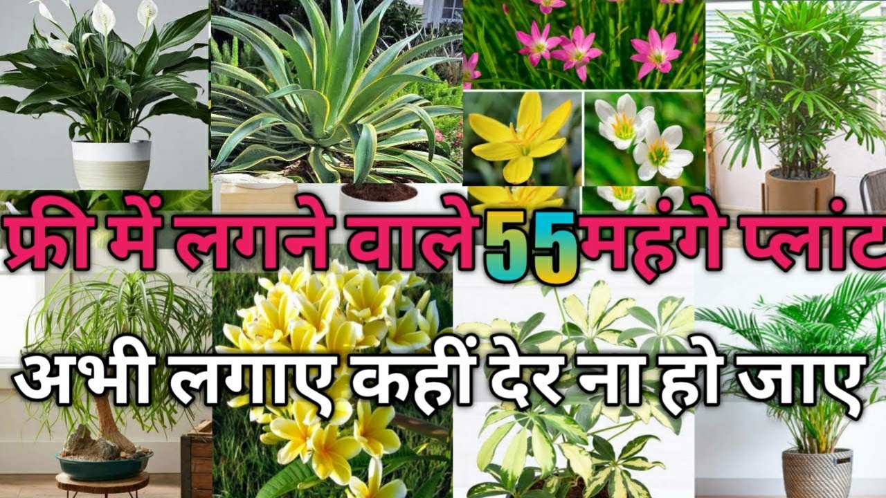 September Grow These 55 Permanent Plant By Cutting /September में लगाए पौधों की कटिंग