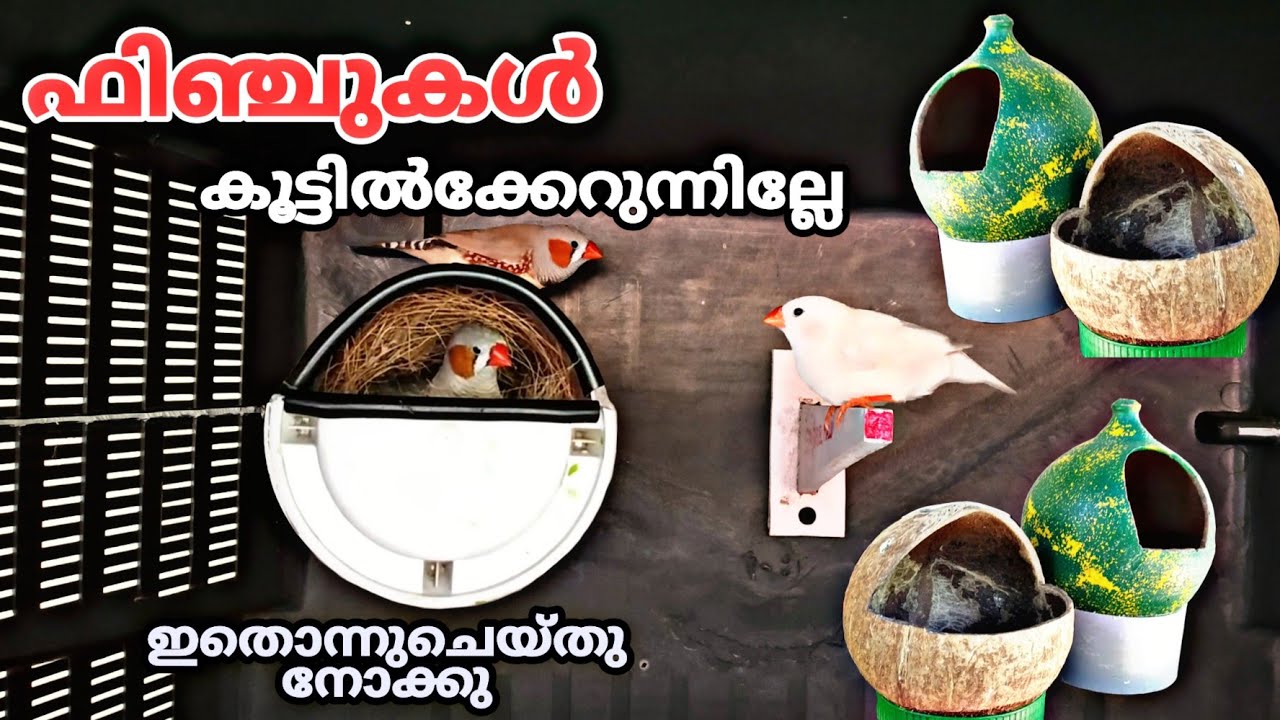 finches breeding box || ഫിഞ്ചുകൾക്ക് ബ്രീഡിങ് ബോക്സ് എങ്ങനെ പരിചിതമാക്കാം🐦🐦