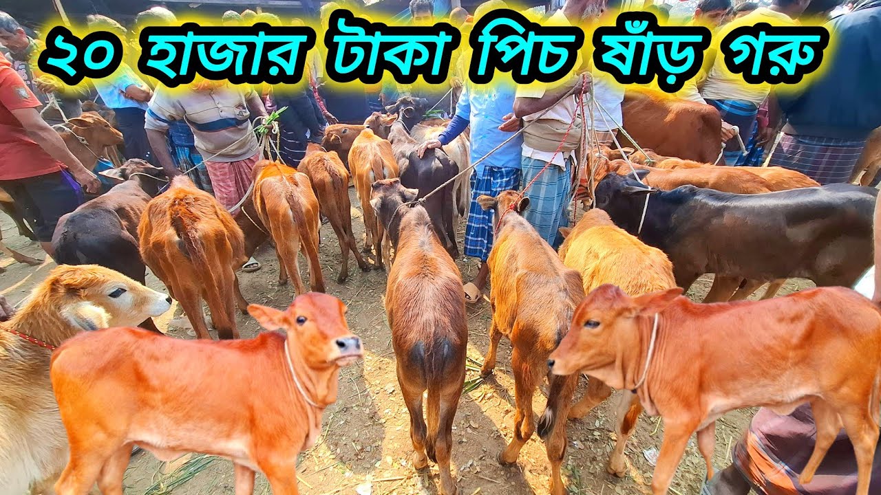 ২৩/০১/২৬/ সবচেয়ে ছোট্ট ছোট্ট ষাঁড় ও বকনা বাছুর গরু দাম দর জানুন বগুড়া ধাপের হাট থেকে #cow 