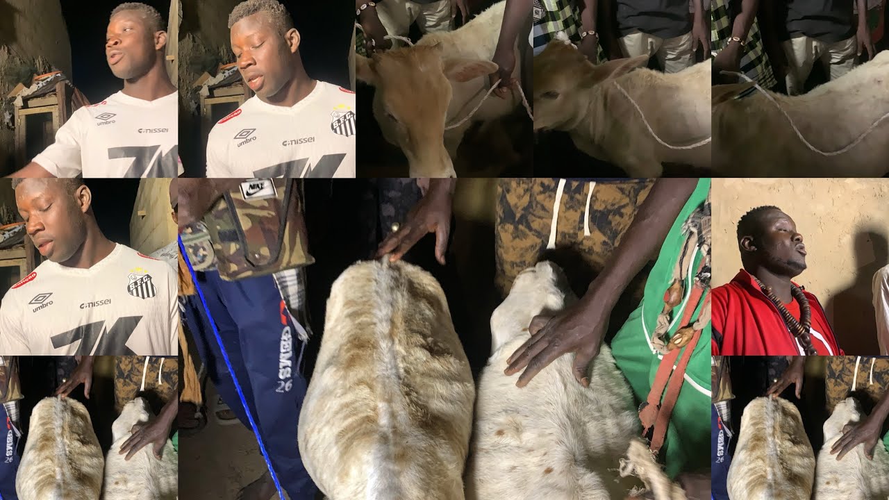 Partage des bœufs 🐂 à djilor Saloume 