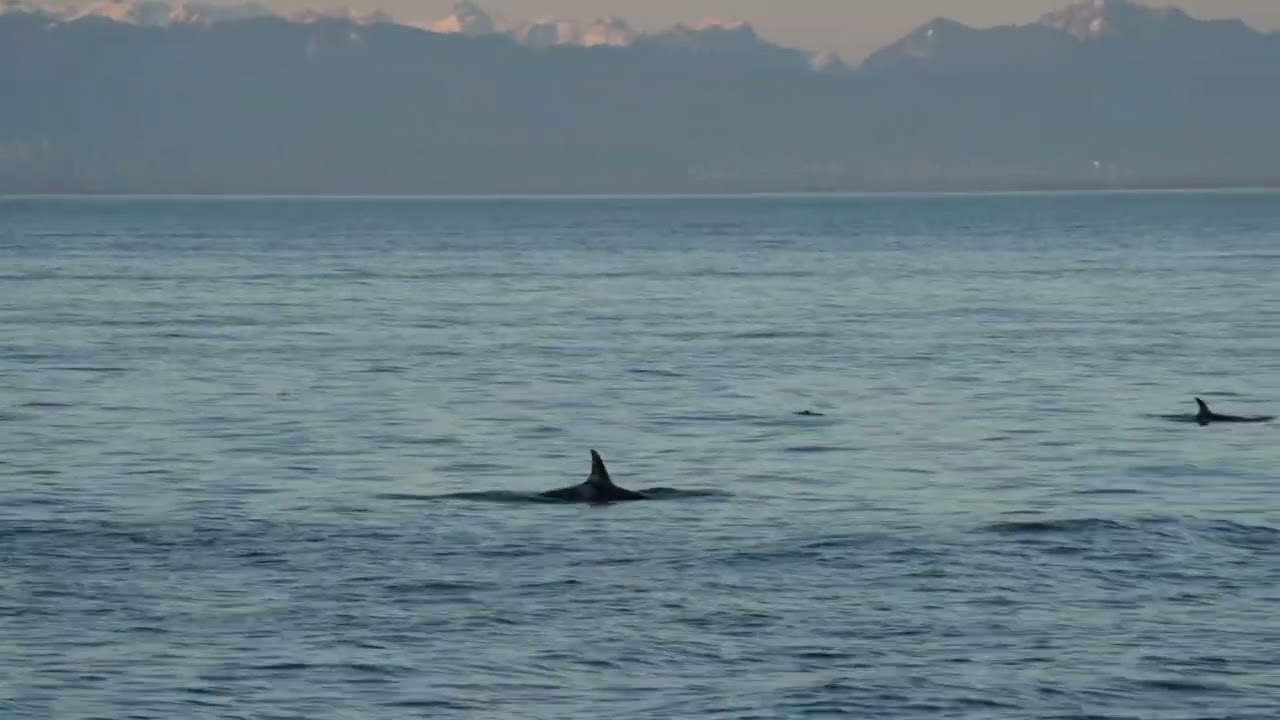 Jpod heading southeast in the Strait of Georgia tonight. March 15, 2024.