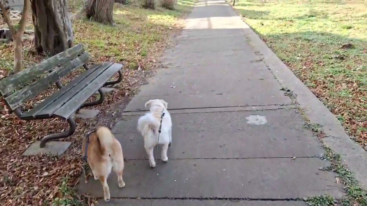 今日はブルルンで新地開拓だよ🐶🐕🎶#柴犬#柴プー#可愛い犬