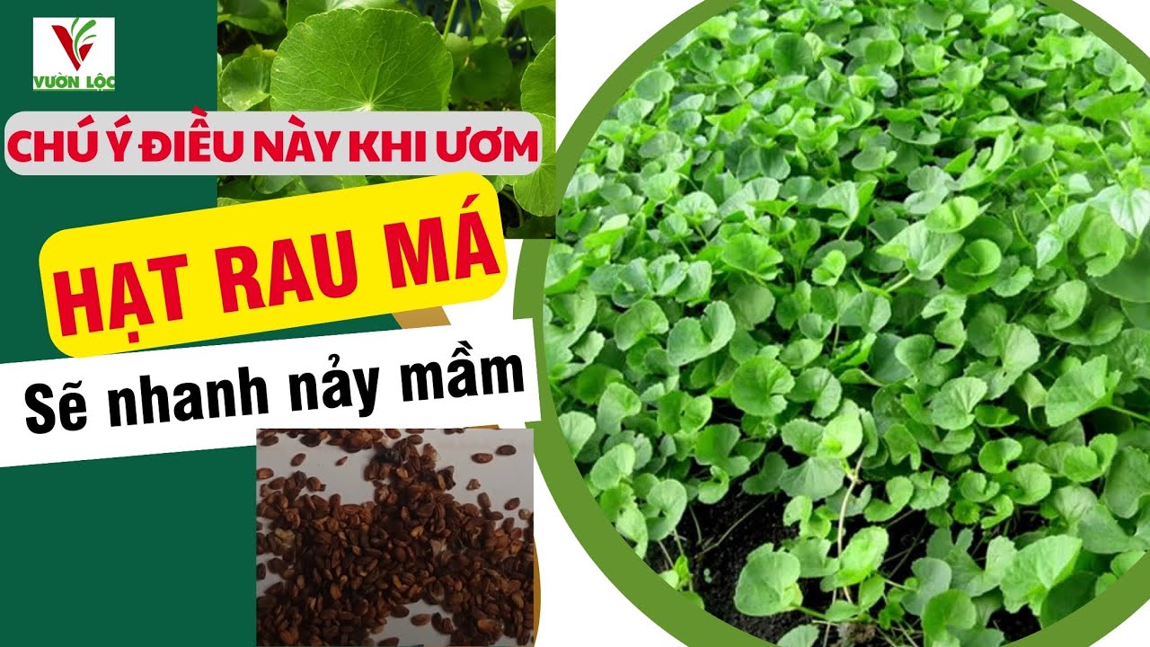 Muốn ươm hạt rau má nhanh nảy mầm cần hết sức chú ý điều này