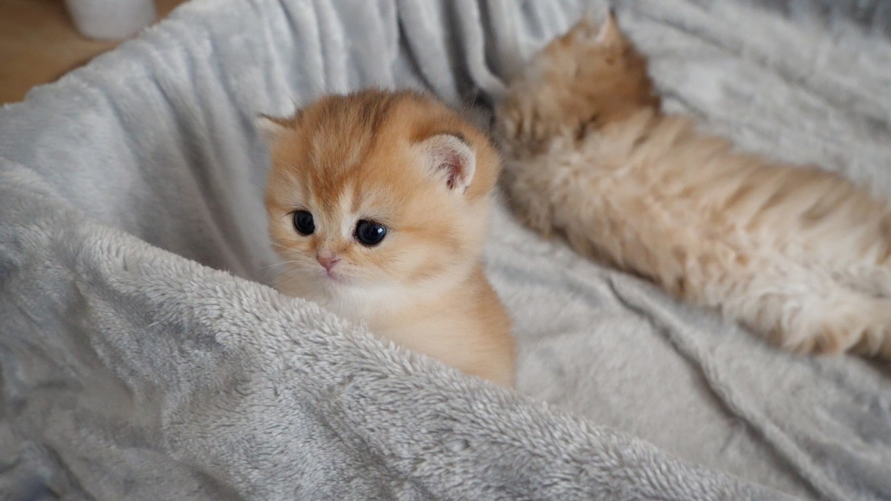 Kitten Pucca ran up to sister cat Latte when she sneezed, worried!