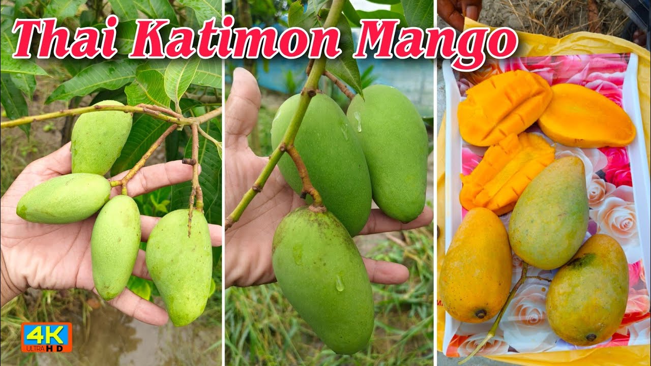 Baramasi mango