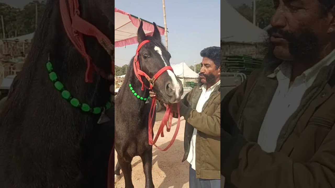Saste Dam mein Alfaaz ghode ki bachi bikau nagaur mela 2026। नागौर मेला सस्ते घोड़े घोड़ी। 