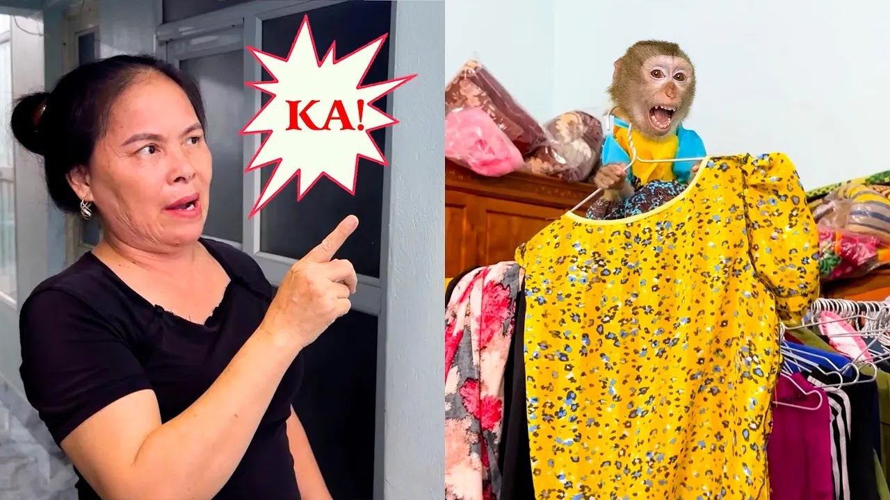 Naughty Monkey Kaka pulled down grandma's clothes