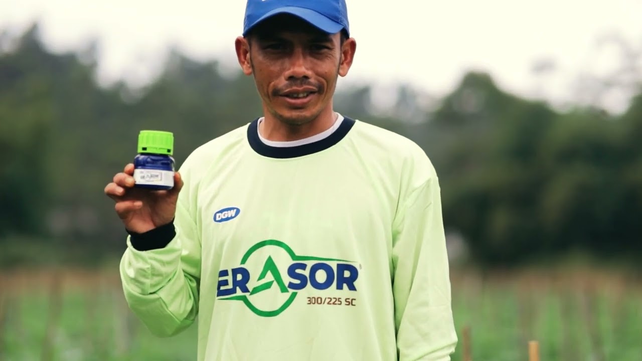 STRATEGI PETANI KENTANG HADAPI PHYTOPTHORA DI MUSIM HUJAN!