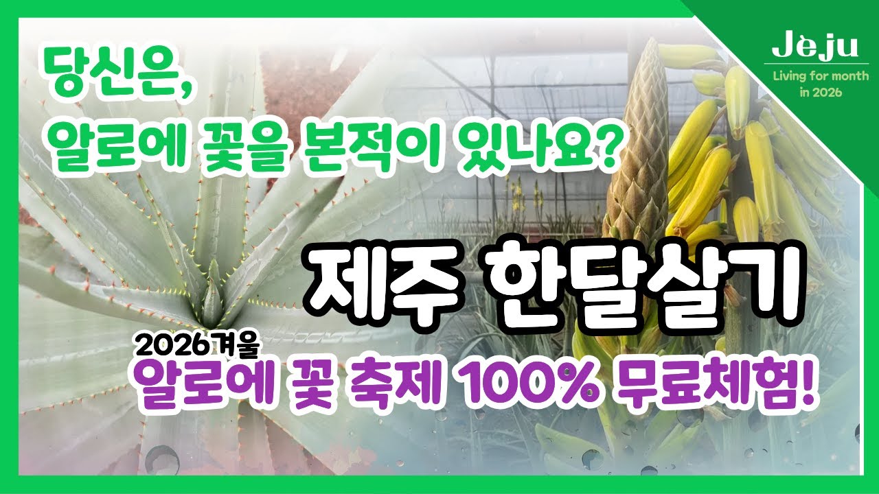 제주김정문알로에농장_알로에꽃축제 방문기!