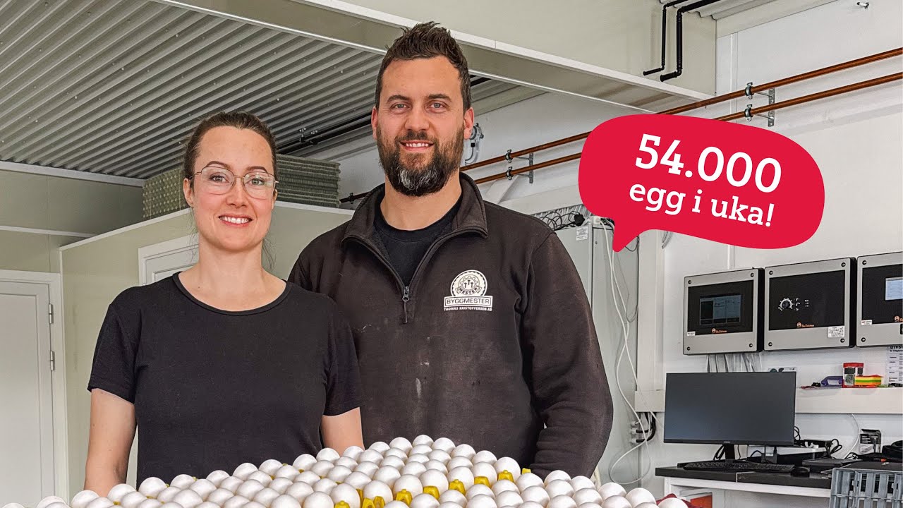 Eggproduksjon og optimisme på Brekka gård i Stjørdal