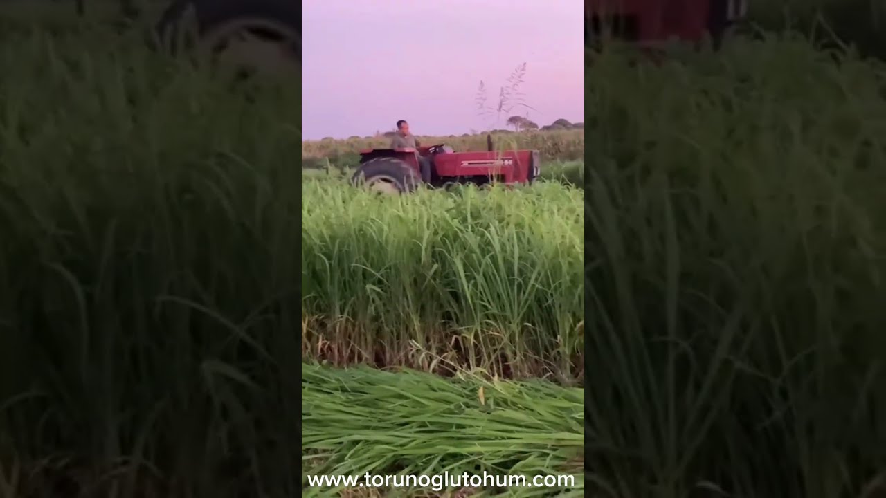 Guinea Grass Yem Bitkisi Hasadı