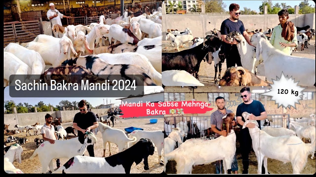 Surat Sachin mandi Today 2024/ Surat Biggest bakra mandi / #bakramandi2024 #sojat