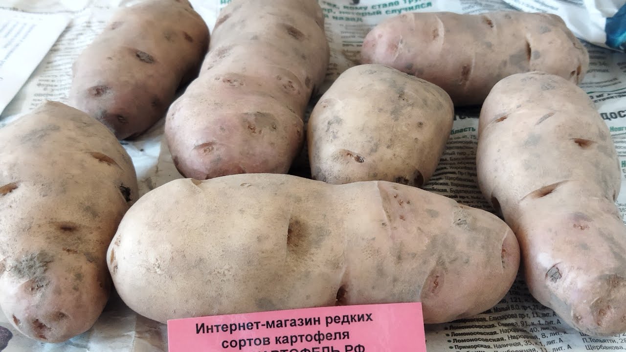Картофель Американка (Ранняя Роза) купила на ВБ. Сорт ранний и отличные вкусовые качества, рассыпуха