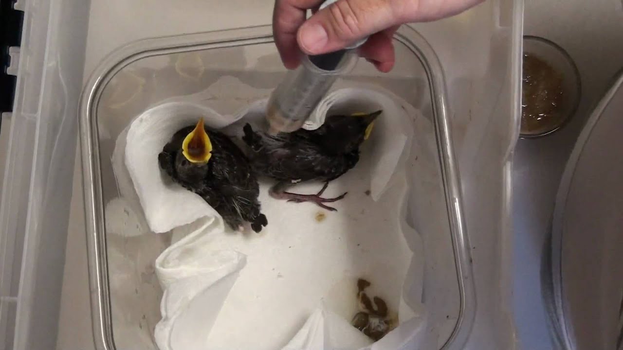 Feeding Baby European Starlings