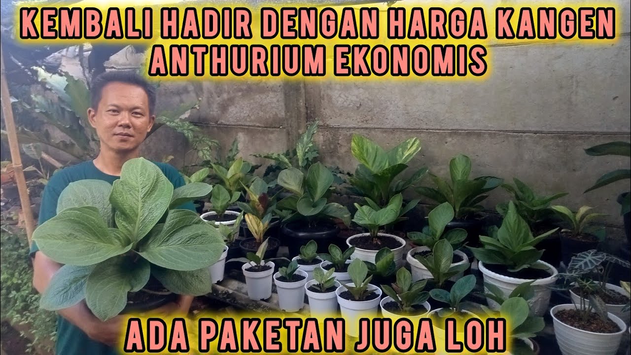 BORONG LAGI DENGAN HARGA KANGEN ‼️FULL ANTHURIUM APALAGI ADA HARGA PAKETAN LOH ....