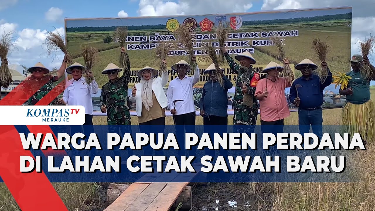 Warga Papua Panen Perdana di Lahan Cetak Sawah Baru