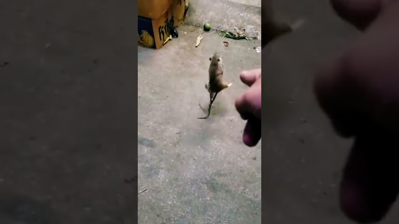 Dos ratas peleando con m&uacute;sica de Linkin Park de fondo
