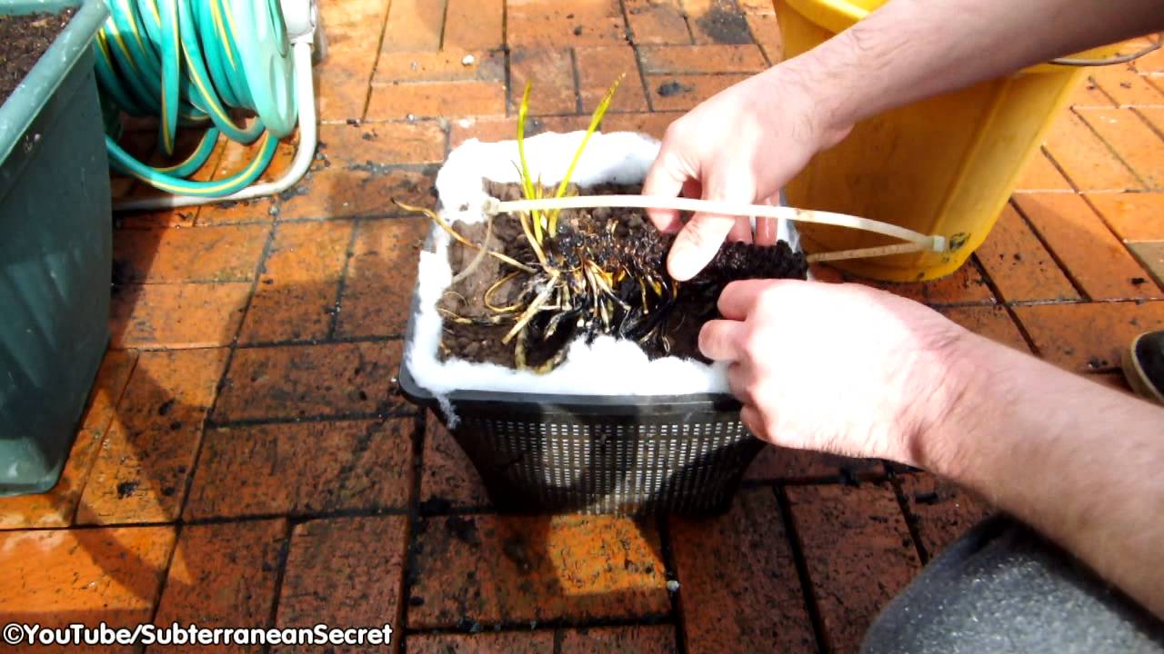 How to Divide and Replant Overgrown Pond Waterlilies for a Thriving Aquatic Garden