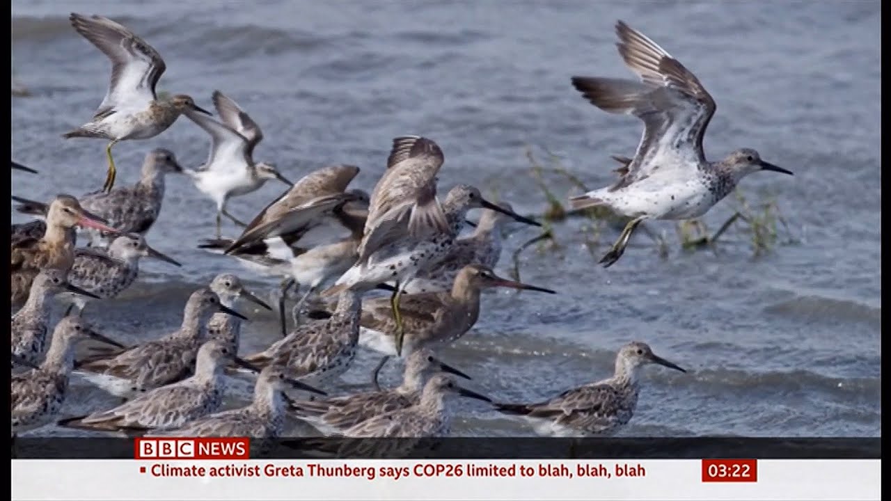 Godwit (birds) migration tracked (Global) - BBC News - 14th November 2021