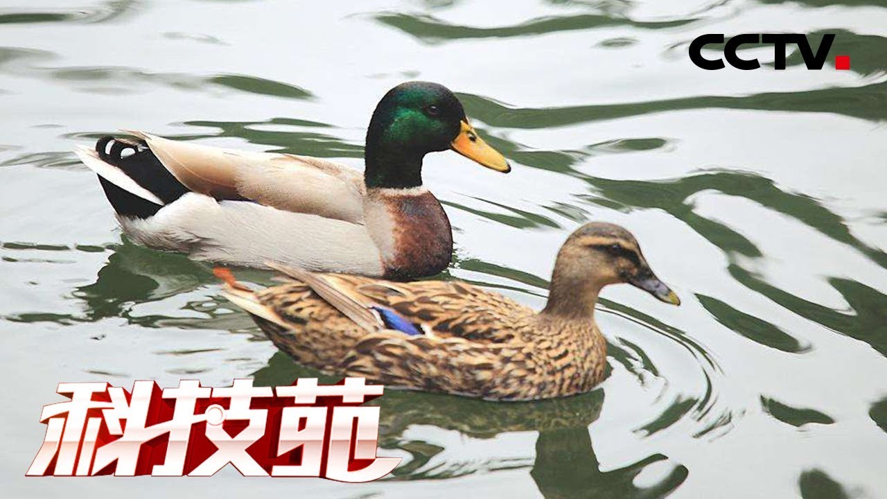 《科技苑》 养鸭请来鱼帮忙 意外赚出四份钱 20180613 | CCTV农业