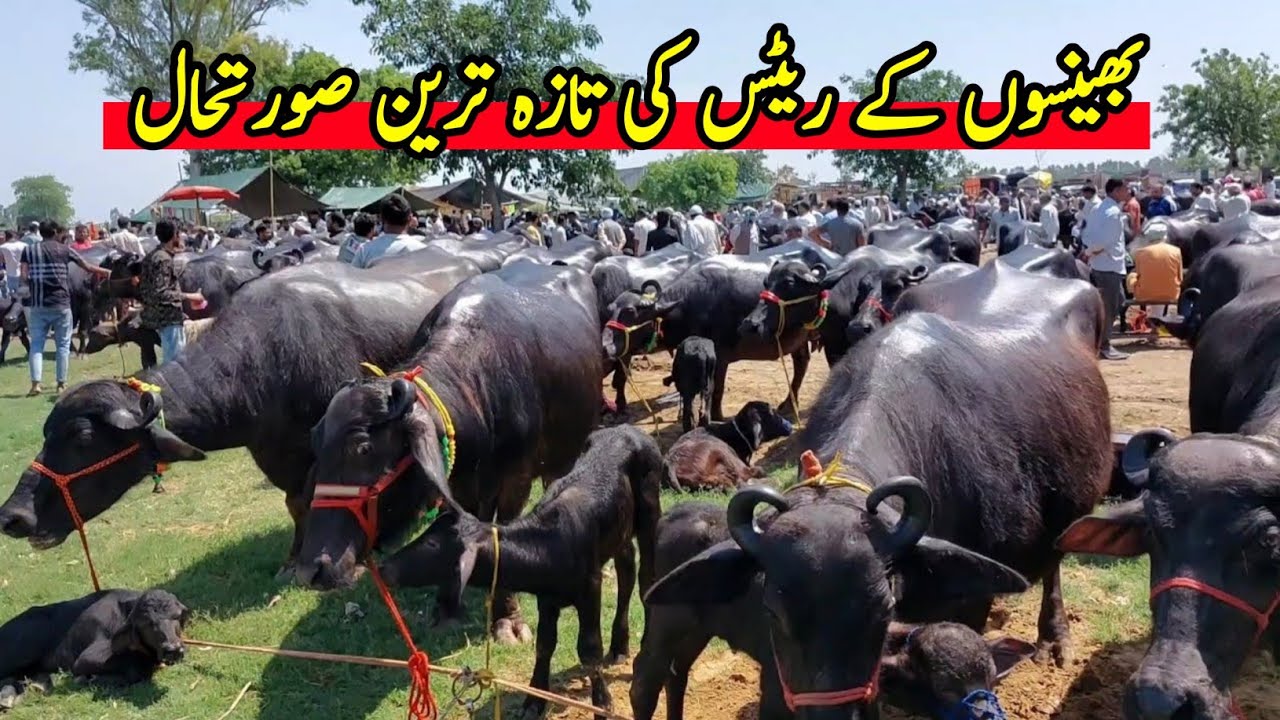 Bhains Ki Mandi | Nili Ravi Buffalo | Buffalo Price In Punjab | Pk Janwar Mandi