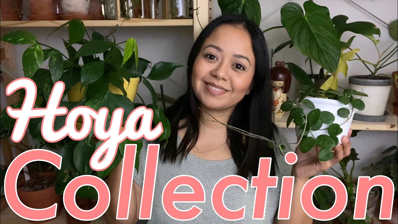 My Hoya Collection