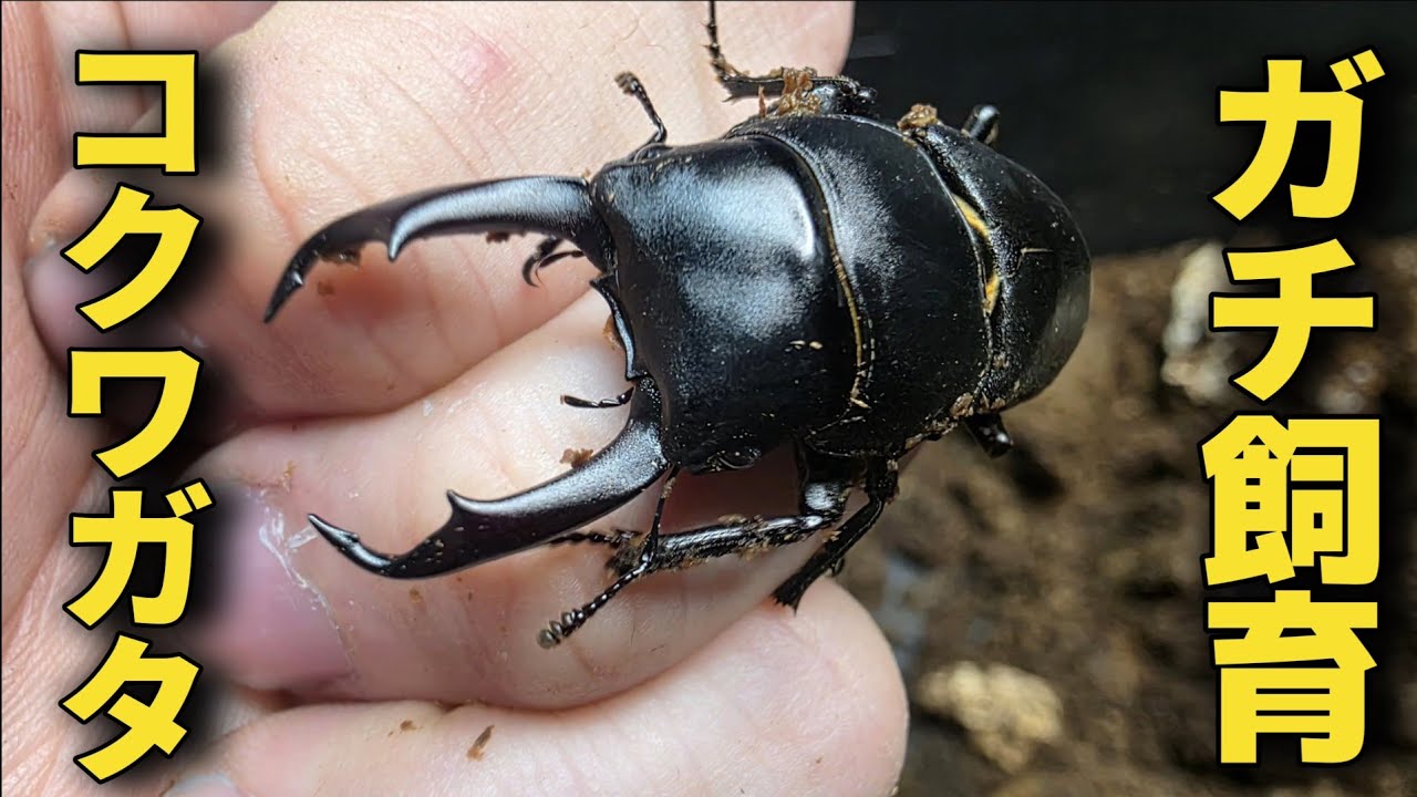 プロが本気で育てた国産コクワガタのサイズがヤバすぎる
