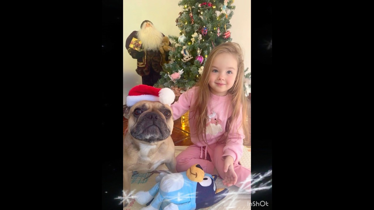 Merry Christmas & Happy New Year dear friends!🤗❤️🎄#happyholidays #crazyfrenchbulldog