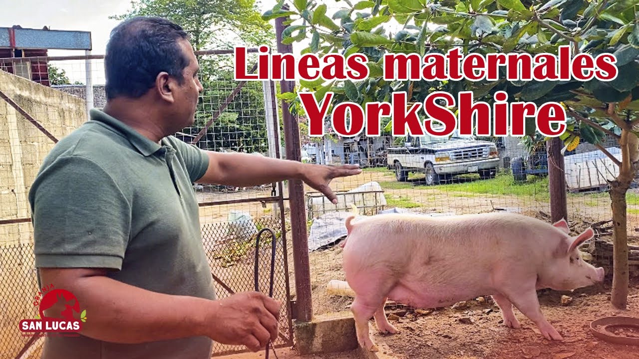 ¿Cerdas YorkShire, ideales para pie de cría? | Granja San Lucas