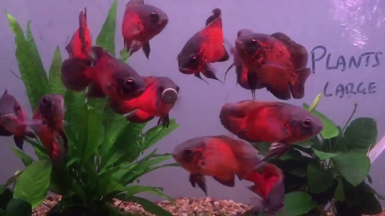 Our red Oscars enjoying the tetra fun tips