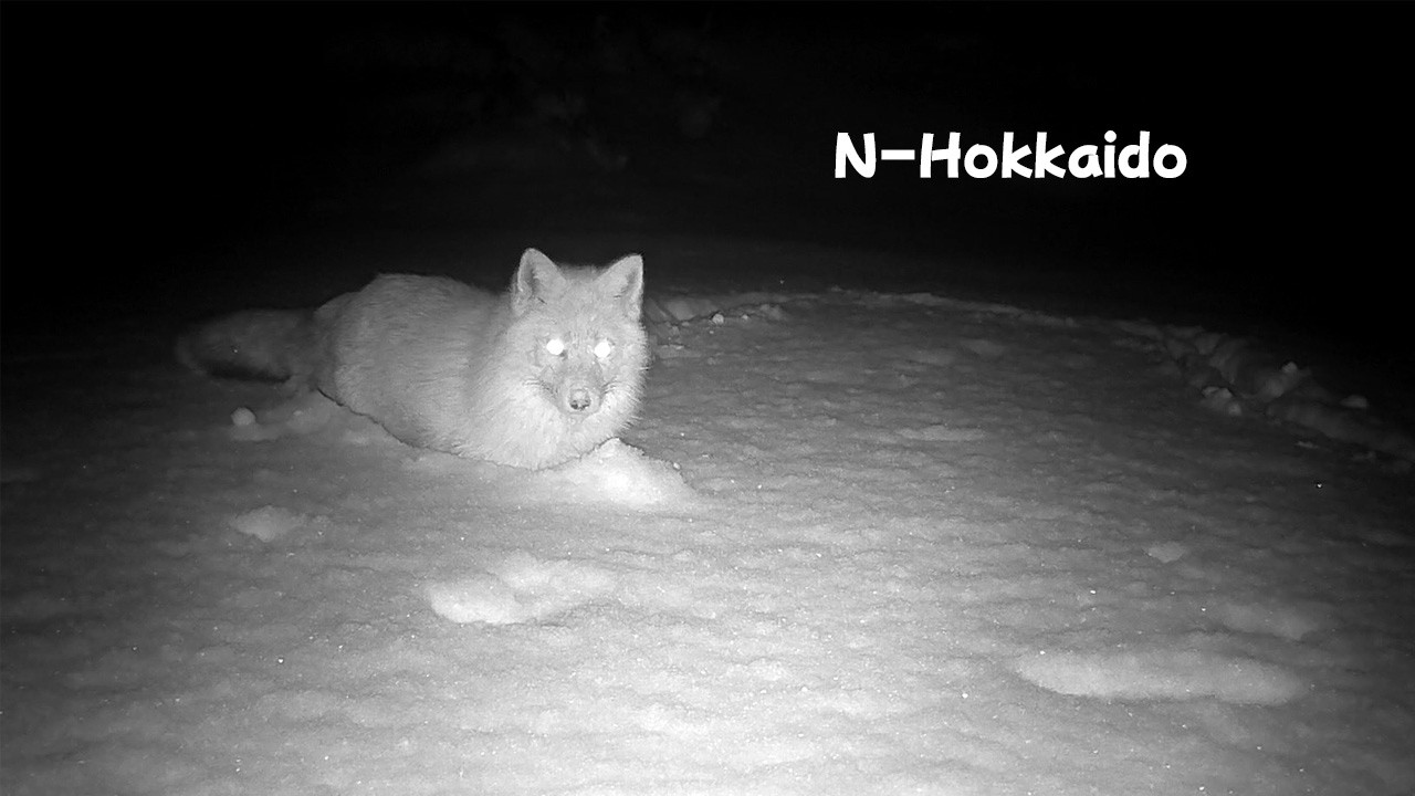 冬の北海道の野生動物たち【トレイルカメラ映像】キタキツネ・エゾタヌキ・エゾクロテン・エゾモモンガ