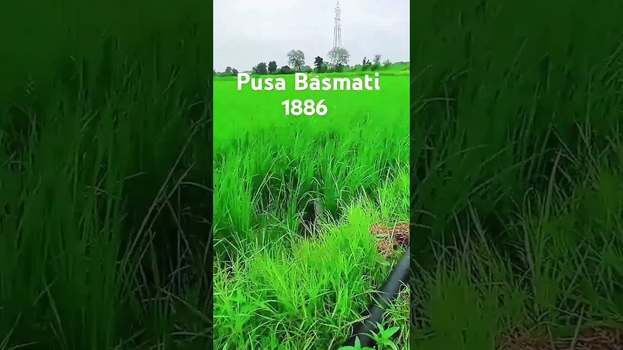 Pusa Basmati # 1886