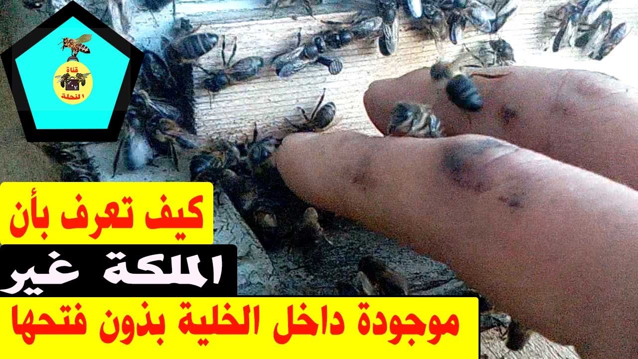 كيف تعرف بأن الملكة غير موجود داخل الخلية ذون أن تفتح الخلية