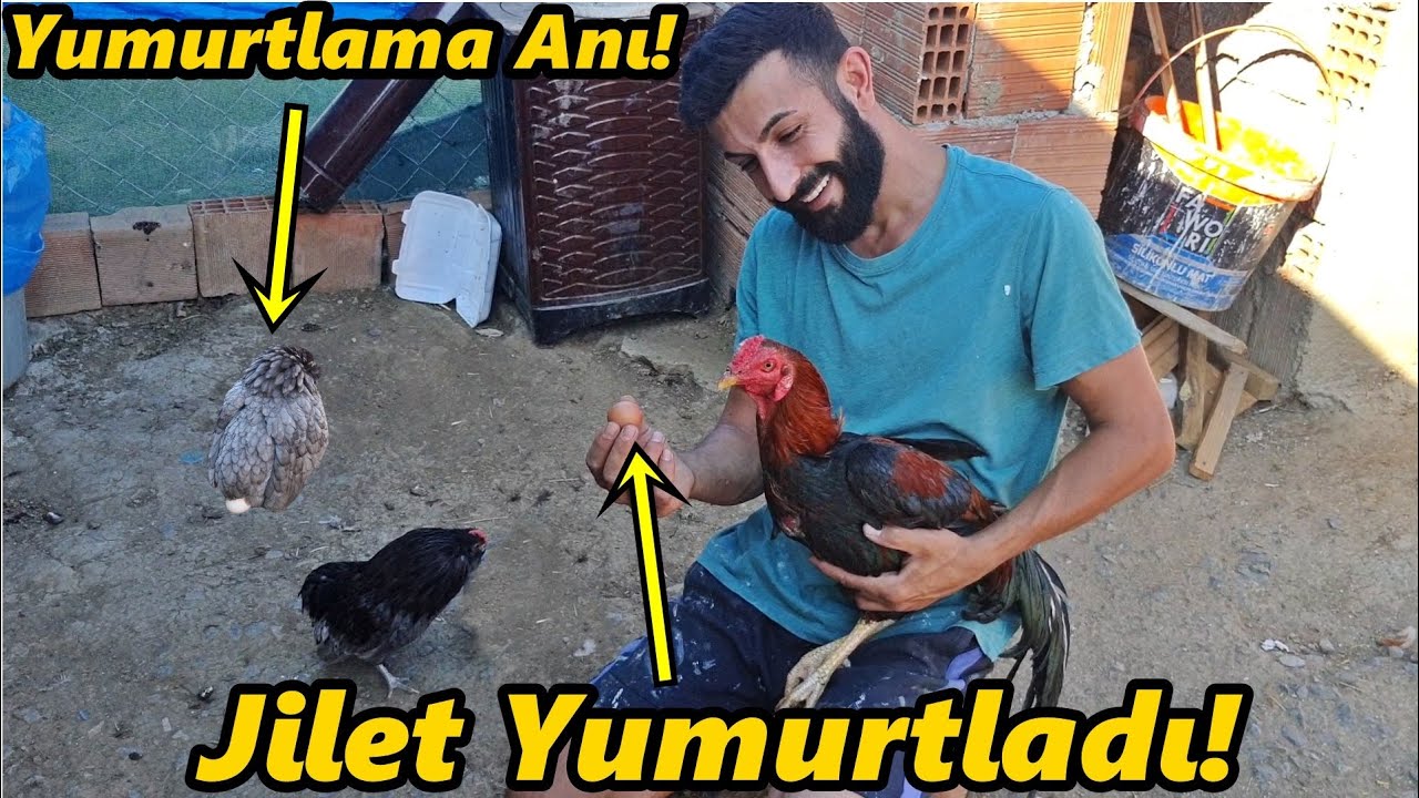 Tavuk Yumurtlama Anı!-/Horoz Yumurtası-2#Horoz#Civciv#Tavuk#Hindi