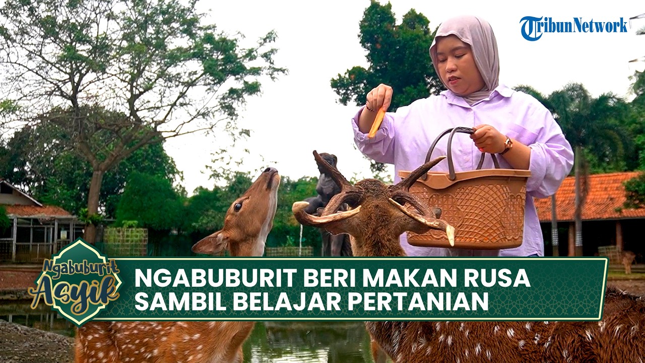 🔴LIVE: Ngabuburit Ngasih Makan Rusa Sambil Belajar Pertanian