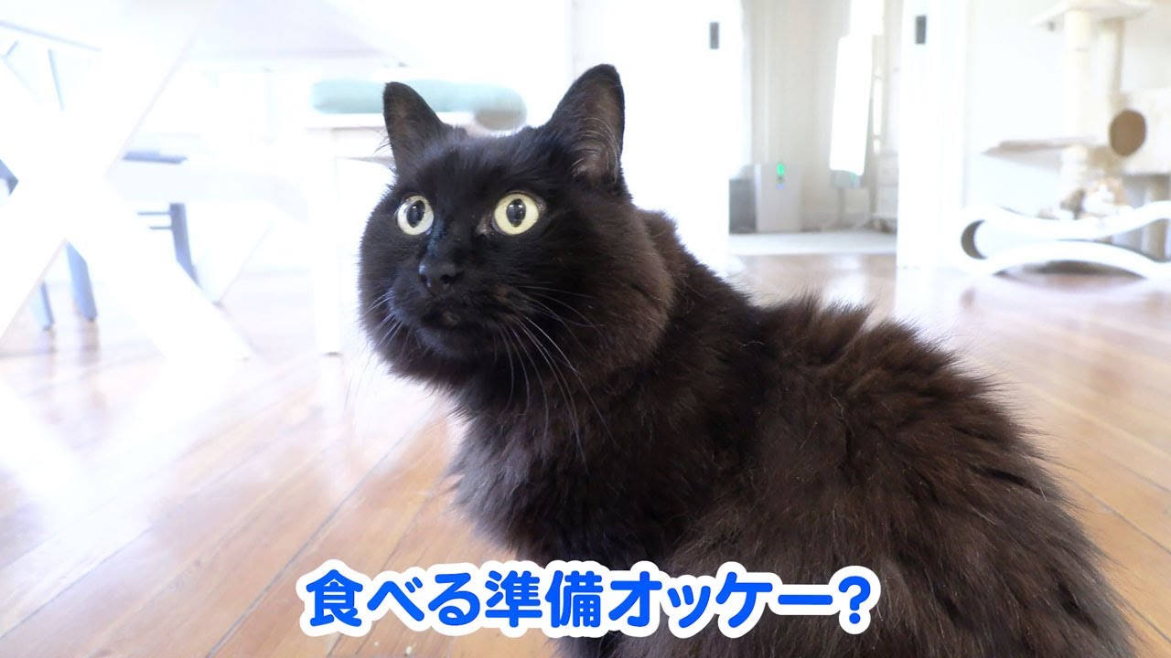 【しゃべる猫】飼い猫に日本語でハッキリと「親不孝！」と言われました【しおちゃん】