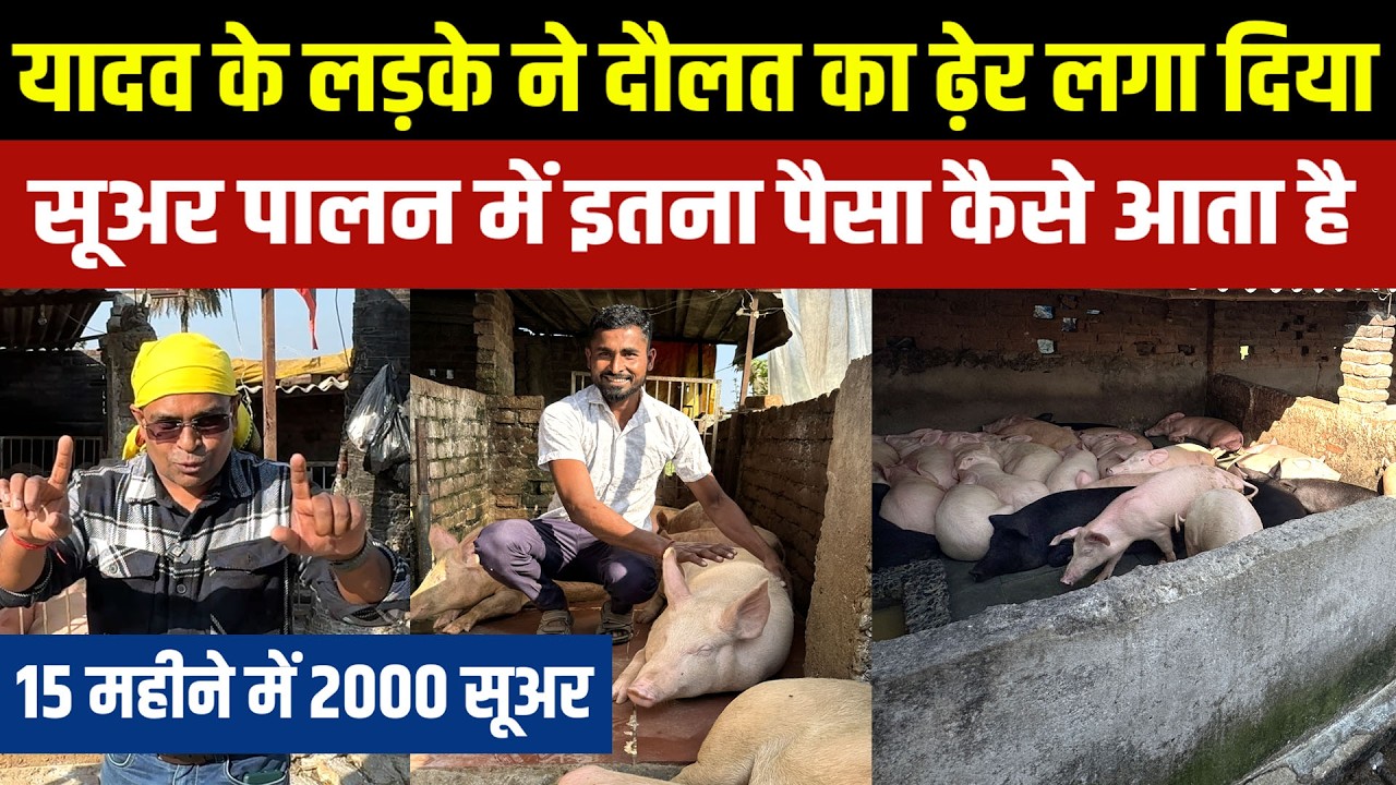 Pig Farming को दौलत की फैक्टरी बनाने वाले GAYA के मनोज यादव 🐖🐖15 महीने में 2000 Pigs का Business है