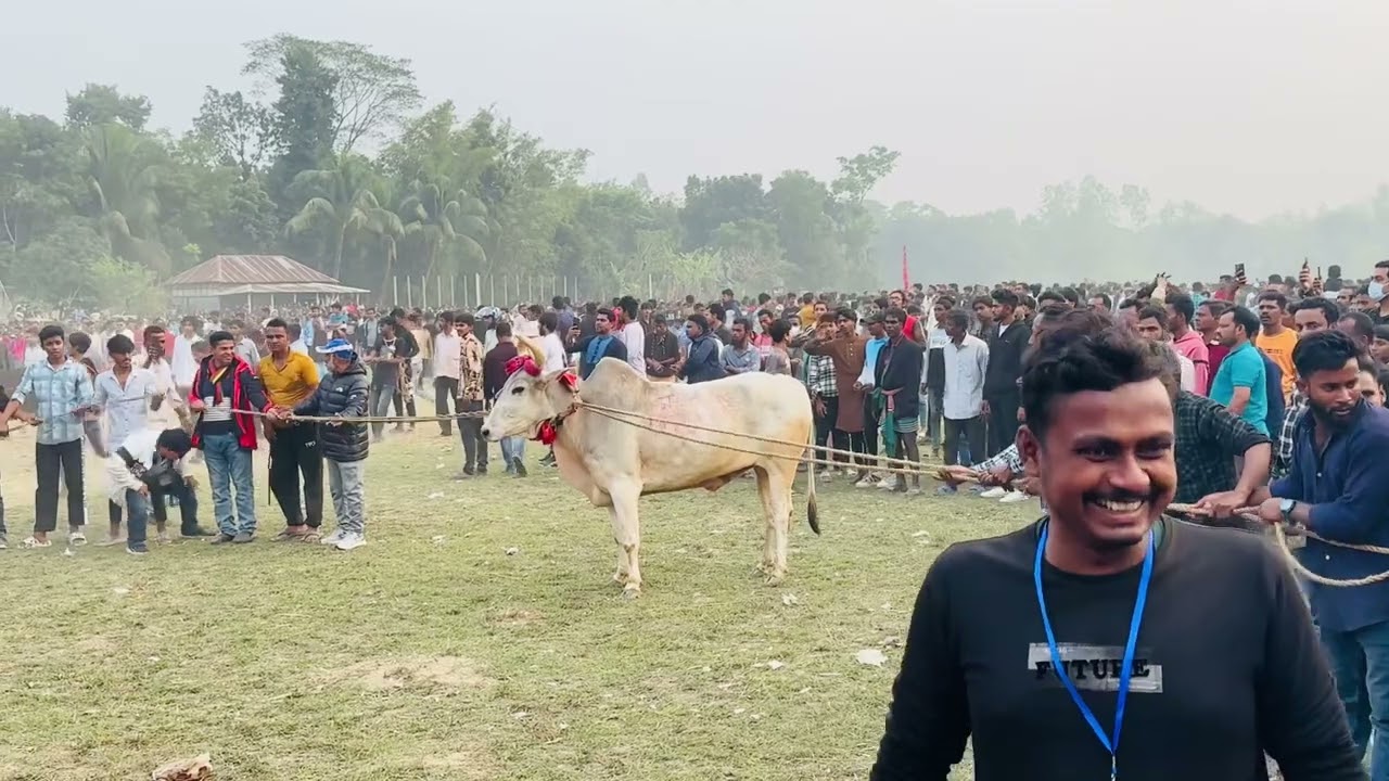 গ্রাম বাংলার ঐতিহ্য তুলে ধরতে দোহারে গরু দৌড় প্রতিযোগিতা | Cow Race | Dohar.