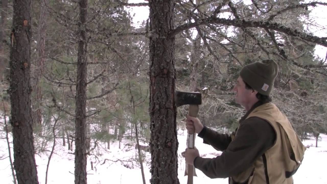 How to Recognize a Bark Beetle Infestation