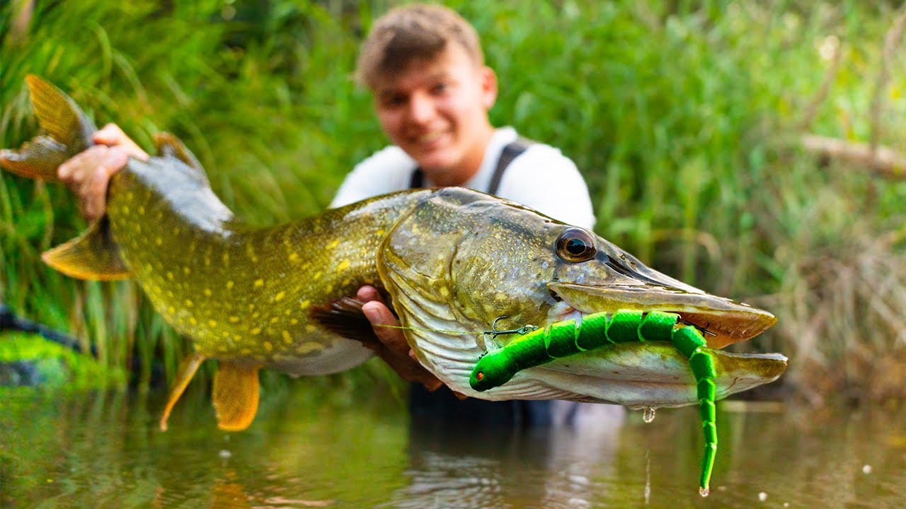 Riesiger Hecht attackiert Wasserschlange an der Oberfläche!!☠️🐍