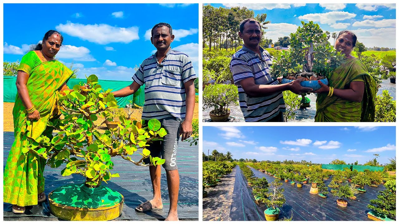 இவ்ளோ BONSAI 🌳செடி வகைகள் இங்க இருக்கா 😍|BONSAI GARDEN TOUR VLOG|@Ammaveetusamayal