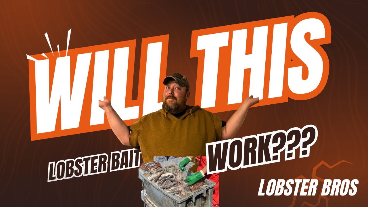 Lobstering with Secret Bait- The Season heats up! 