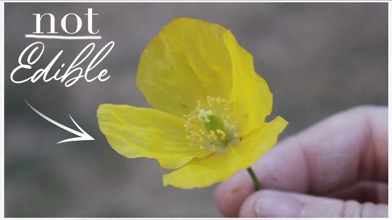 How to Identify, Collect and Eat Poppy Seeds