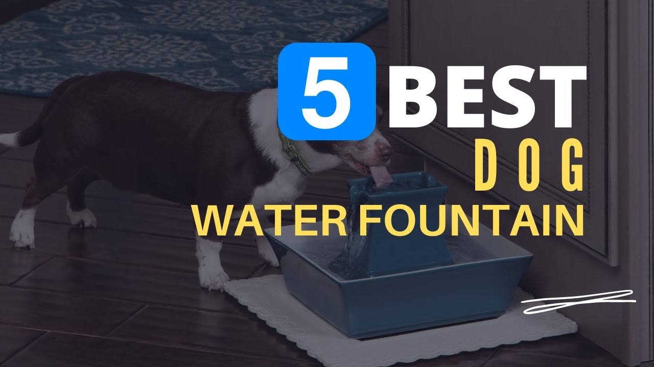 ⭕ Top 5 Best Water Fountain for Dogs 2025 [Review and Guide]