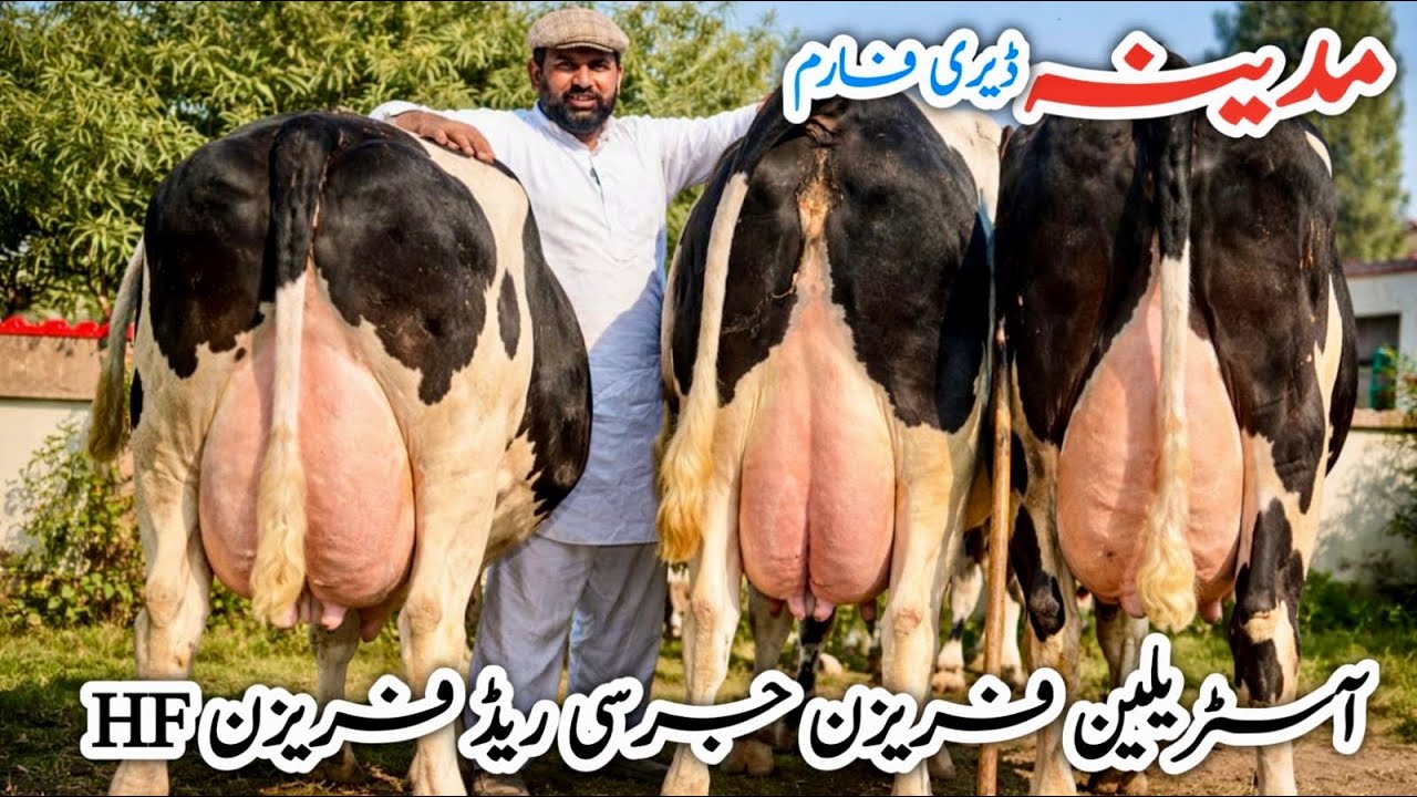 Madina Dairy Farm | Heavy Udder Imported Jersey & HF Cows | 40+ Cows For Sale 🐄🔥 