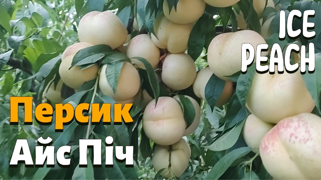 Персик АЙС ПІЧ. Остаточні висновки по сорту. ICE PEACH