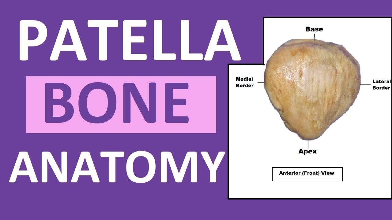 Patella Anatomy | Patella Kneecap Bone Review