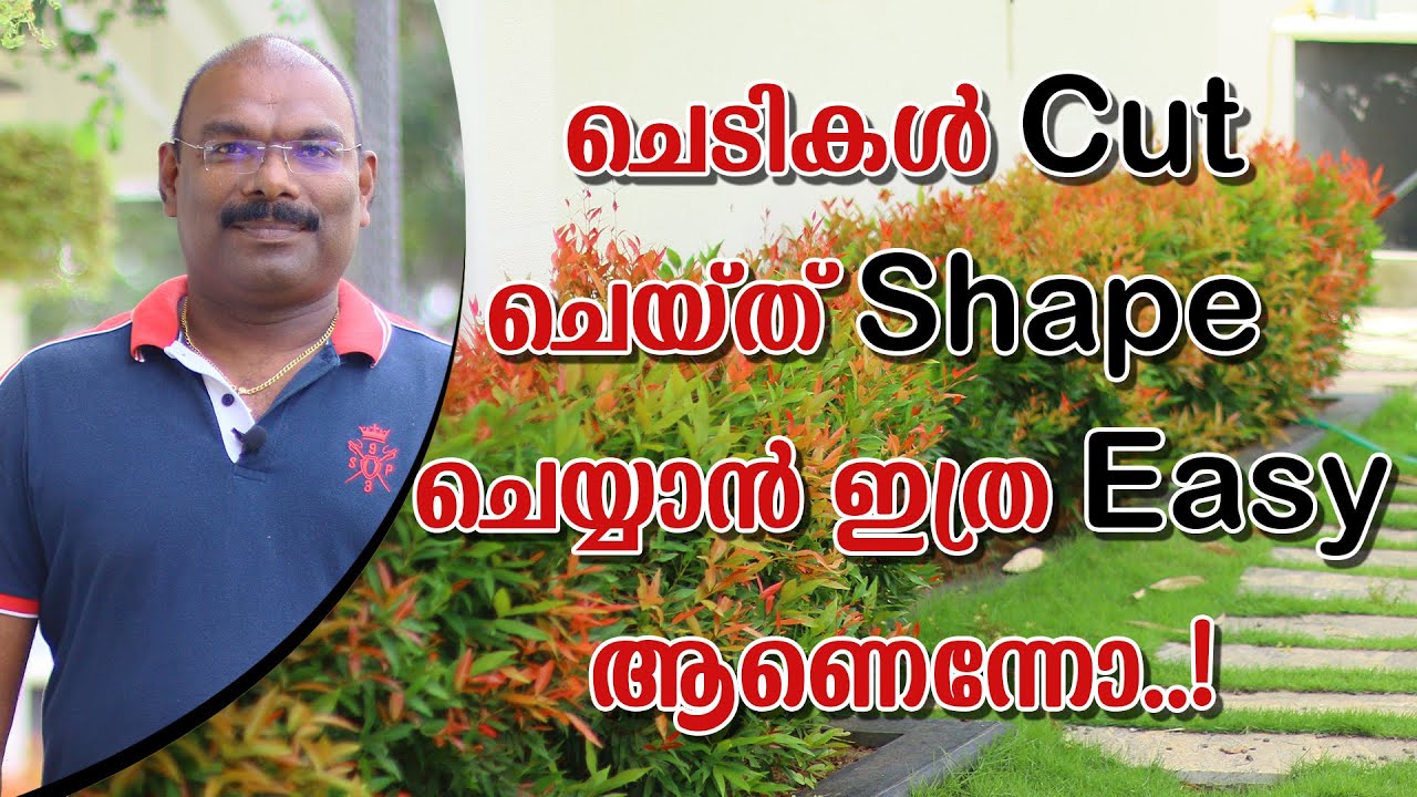 How easy it is to cut and shape plants! | ചെടികൾ cut  ചെയ്ത് shape  ചെയ്യാൻ ഇത്ര easy ആണെന്നോ !
