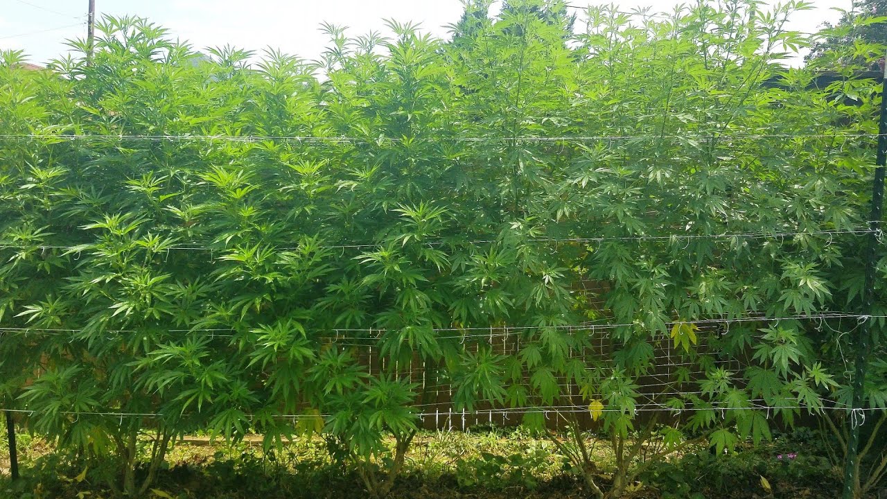 2021 Outdoor Cannabis Garden Tour | Garden Update [#14] - August 14 - Week 1 of Flower
