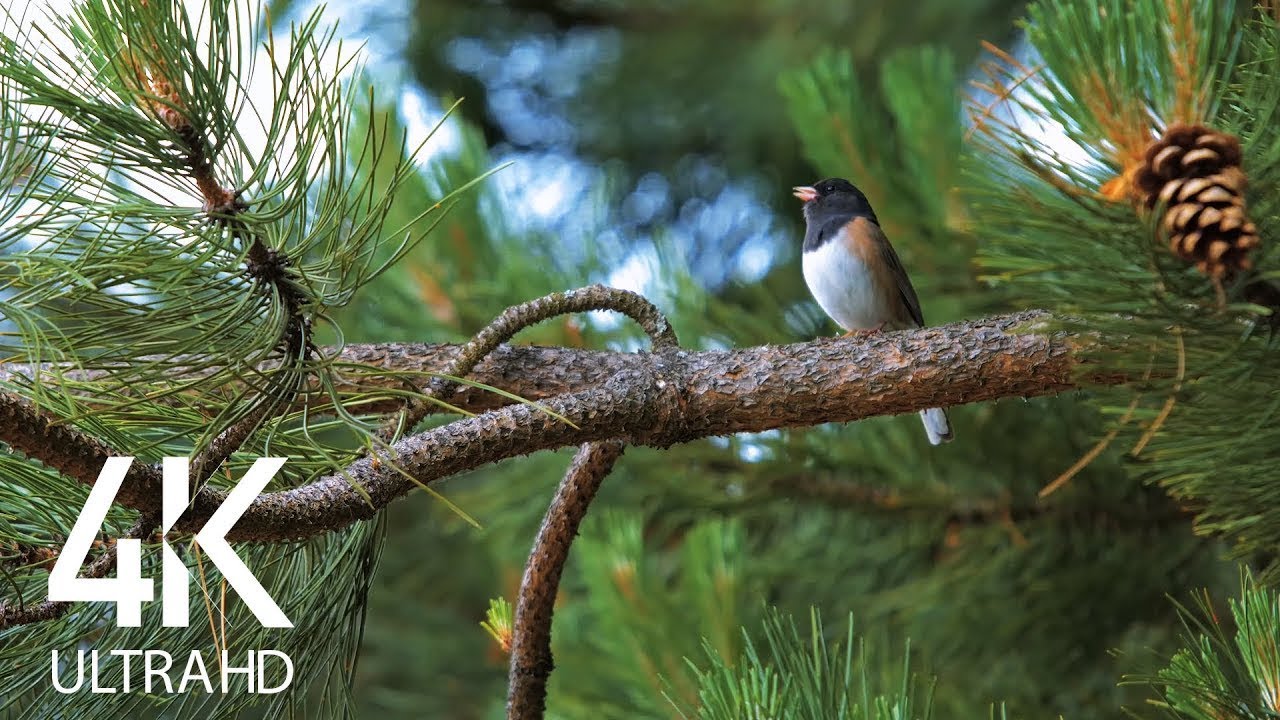 Putnu dziesmas - 8 stundas putnu dziedā&scaron;anas mežā - dabas relaksācijas video 4K Ultra HD